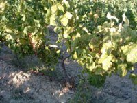 Vines yielding the grapes that will transformed into wine produced by ACV