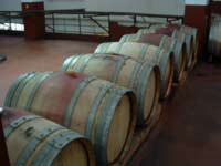Wooden barrels made out of young oak tree where ACV old wines mature.